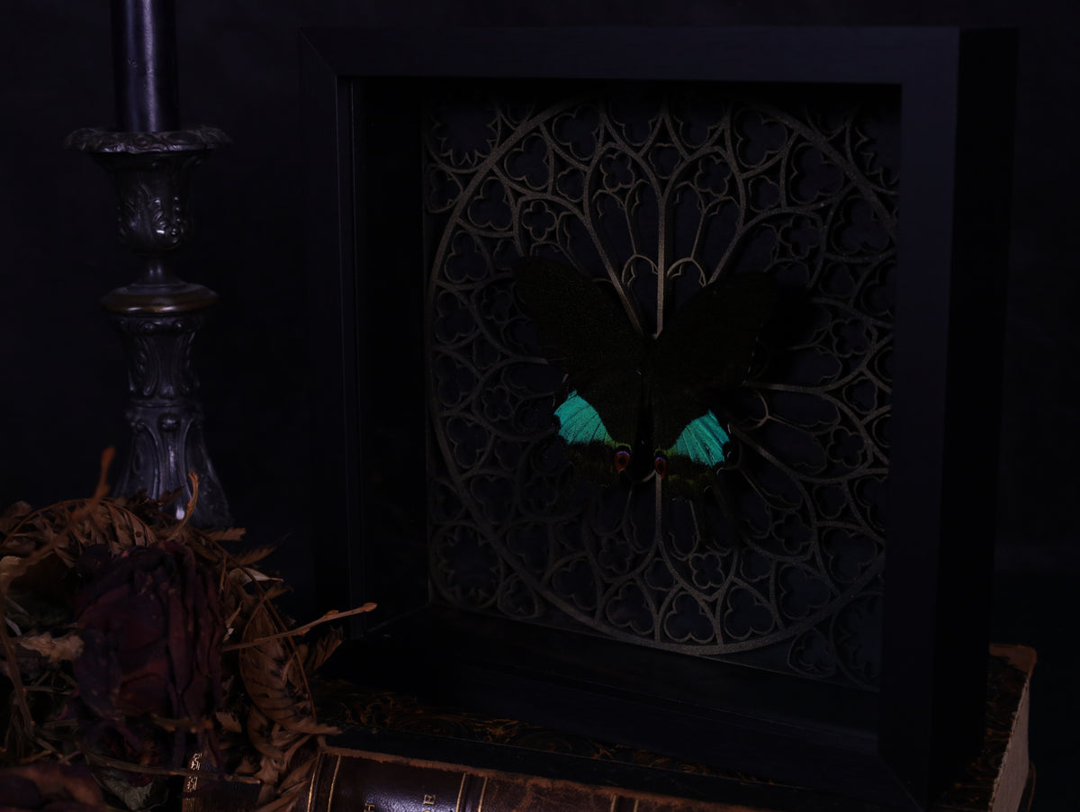 Papilio karna im Rahmen mit Gotik Hintergrund