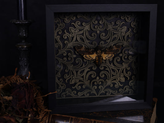 Totenkopfschwärmer im Rahmen mit Barock Hintergrund | Präparierter Schwärmer