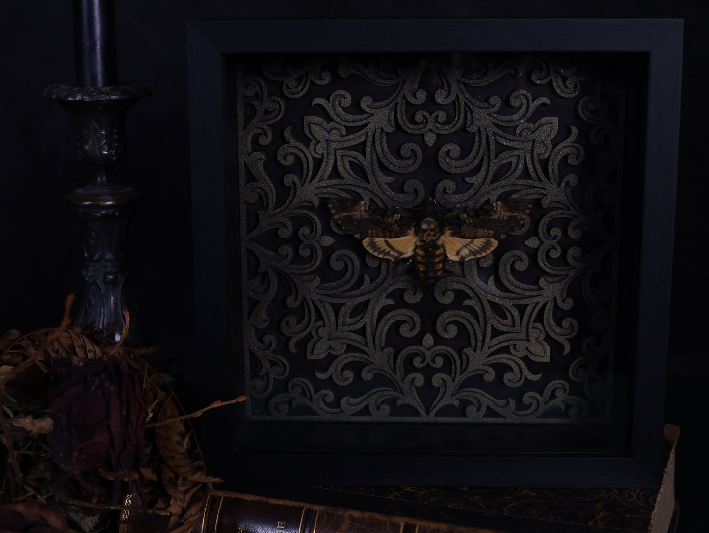 Totenkopfschwärmer im Rahmen mit Barock Hintergrund | Präparierter Schwärmer