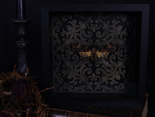 Totenkopfschwärmer im Rahmen mit Barock Hintergrund | Präparierter Schwärmer