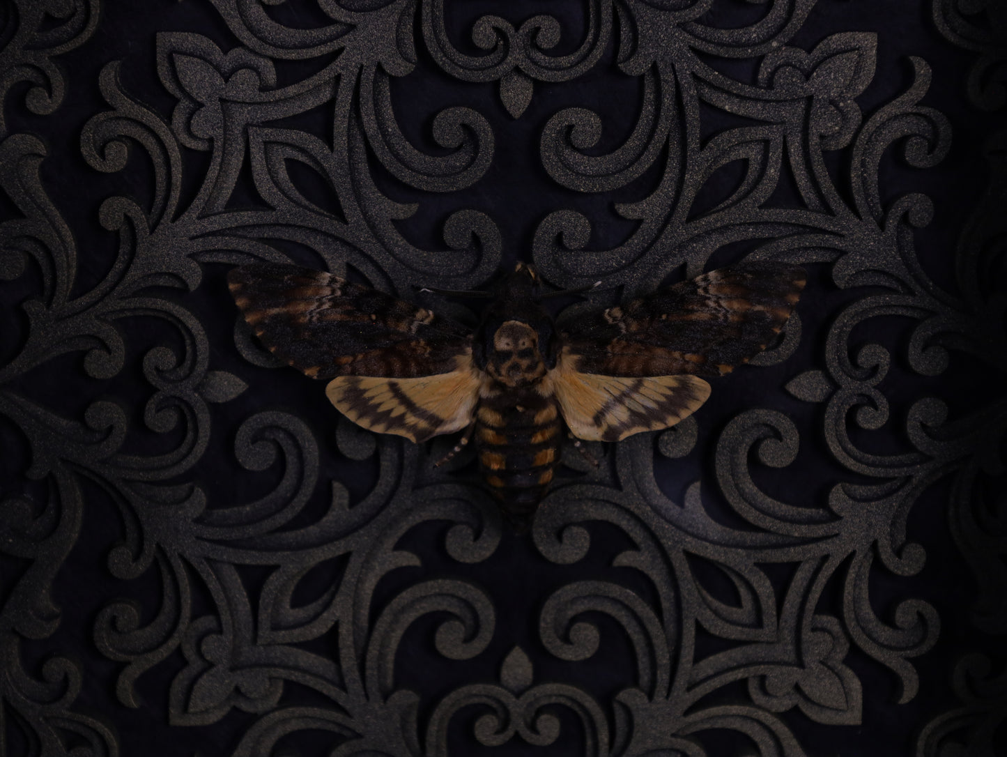 Totenkopfschwärmer im Rahmen mit Barock Hintergrund | Präparierter Schwärmer