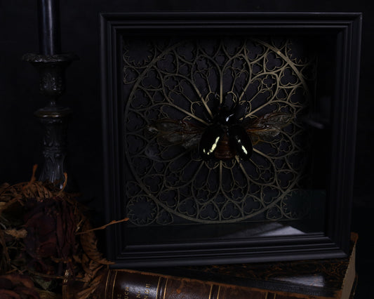 Echter Dreihornkäfer im Rahmen  – Chalcosoma atlas