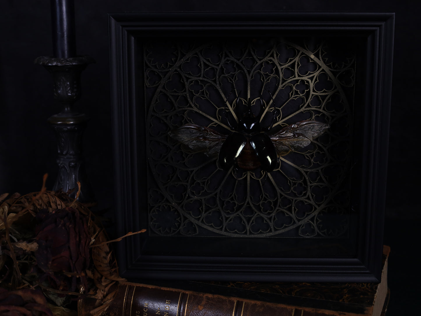 True thorn beetle in frame – Chalcosoma atlas