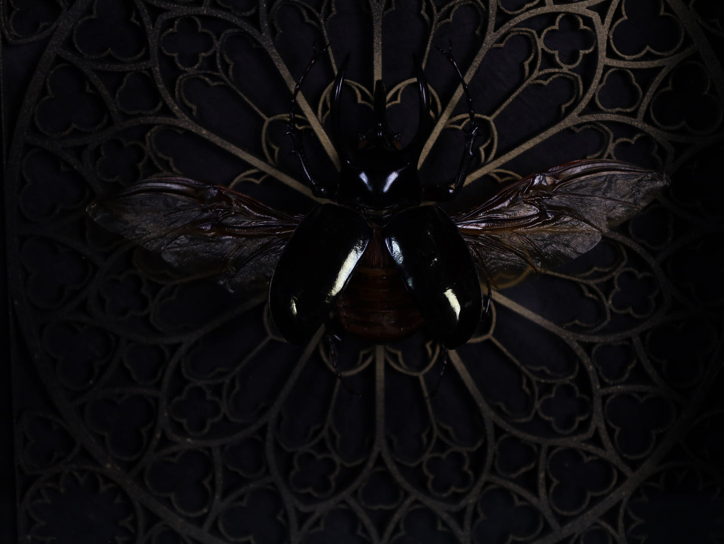 True thorn beetle in frame – Chalcosoma atlas