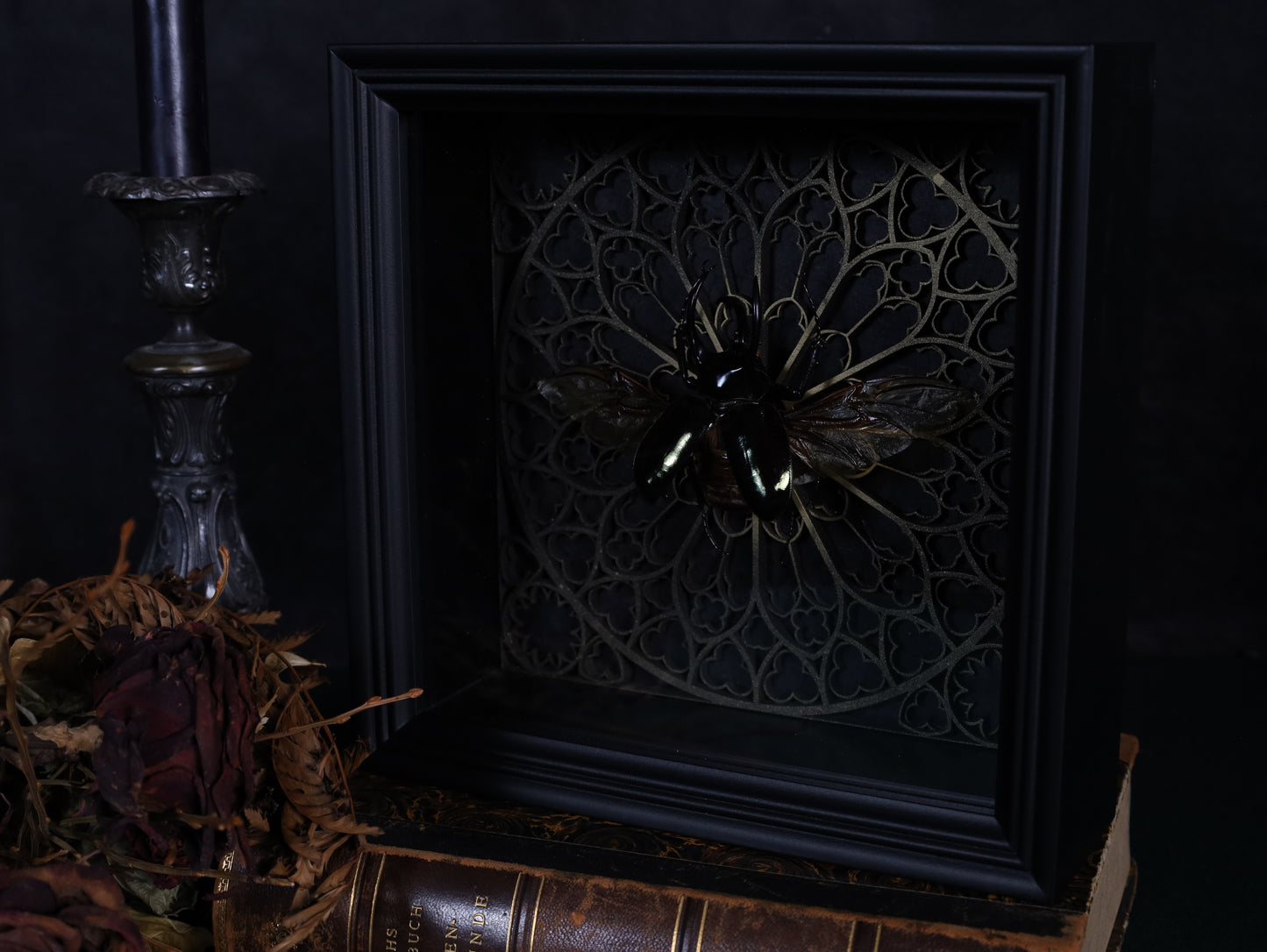 True thorn beetle in frame – Chalcosoma atlas