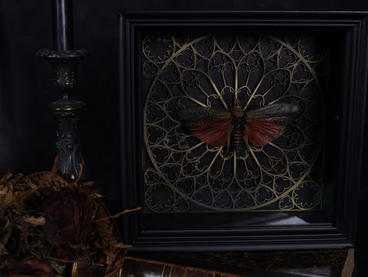 Echte Heuschrecke im Rahmen mit Gotik Hintergrund