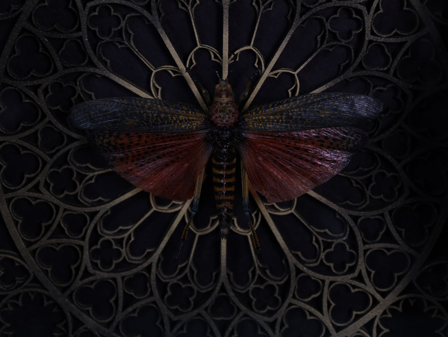 Real grasshopper in a frame with a Gothic background