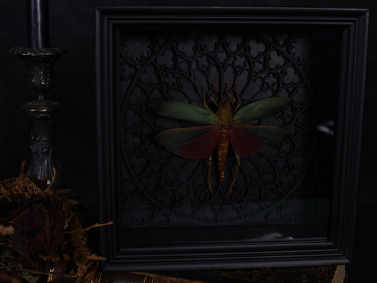 Echte Heuschrecke im Rahmen mit Gotik Hintergrund