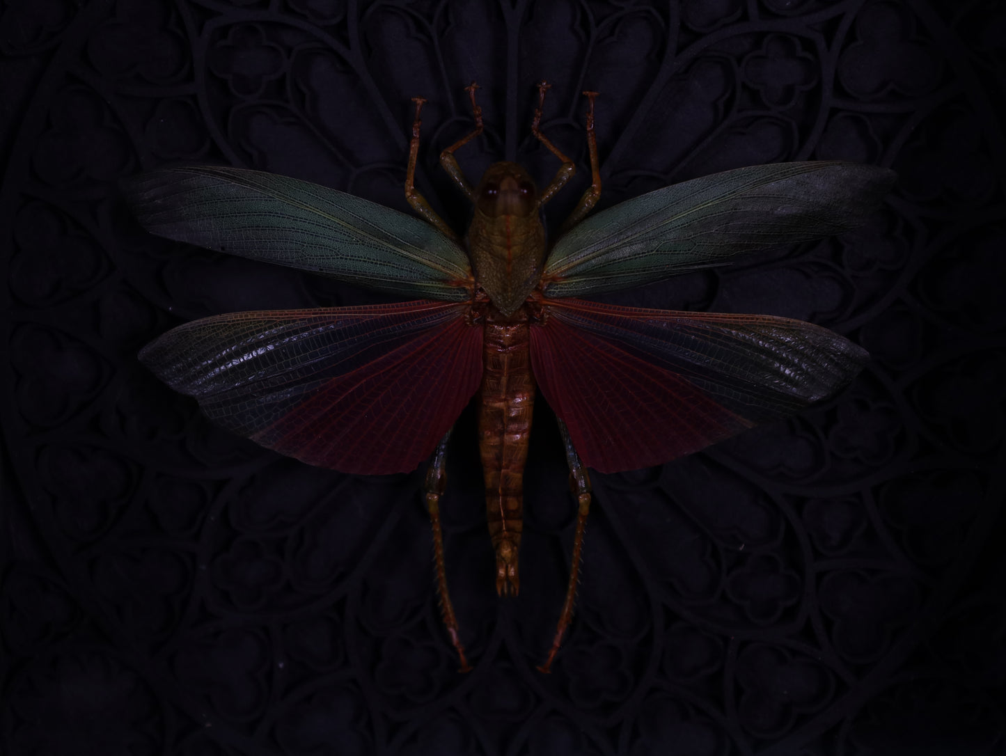 Echte Heuschrecke im Rahmen mit Gotik Hintergrund