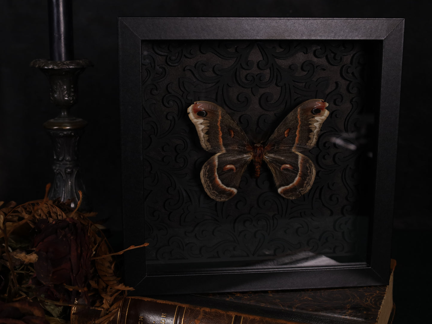 Hyalophora cecropia in the context