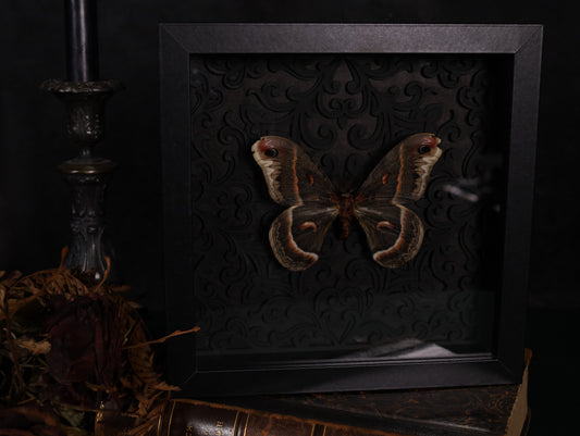 Hyalophora cecropia in the context