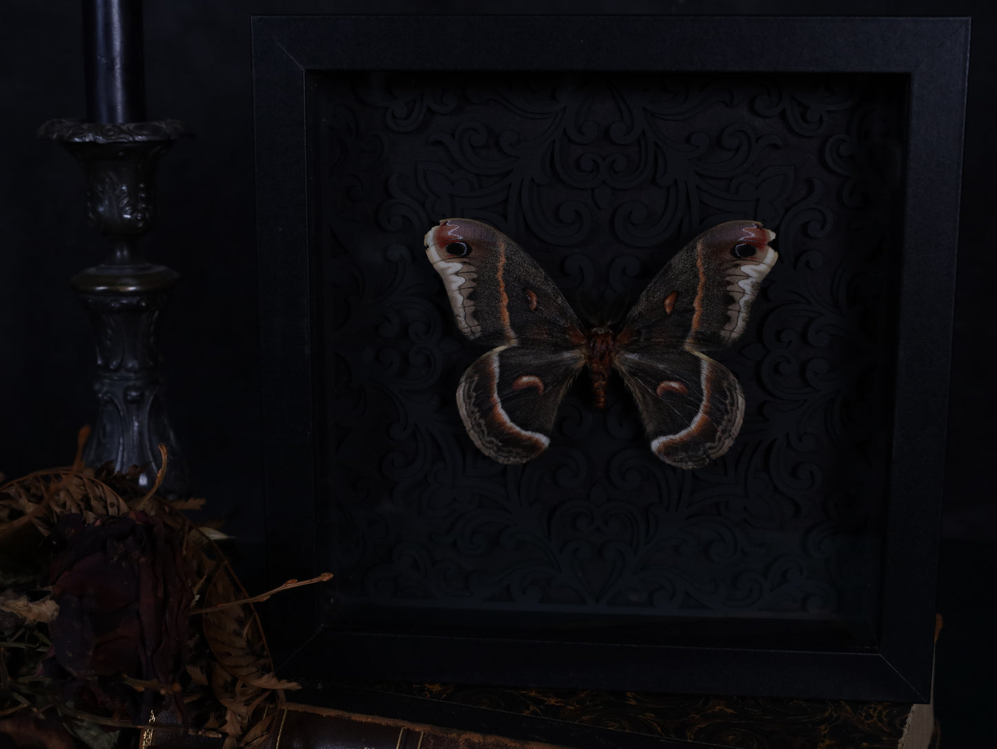 Hyalophora cecropia in the context