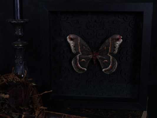 Hyalophora cecropia in the context