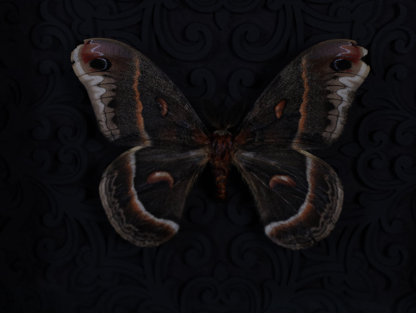 Hyalophora cecropia in the context