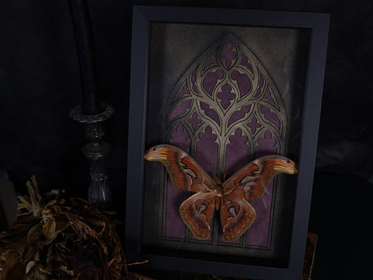 Attacus atlas im Rahmen mit Gotik Hintergrund