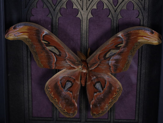 Attacus atlas im Rahmen mit Gotik Hintergrund