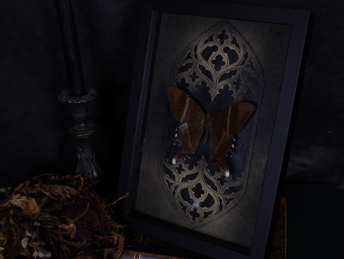 Swallowtail moth in a frame with a Gothic background