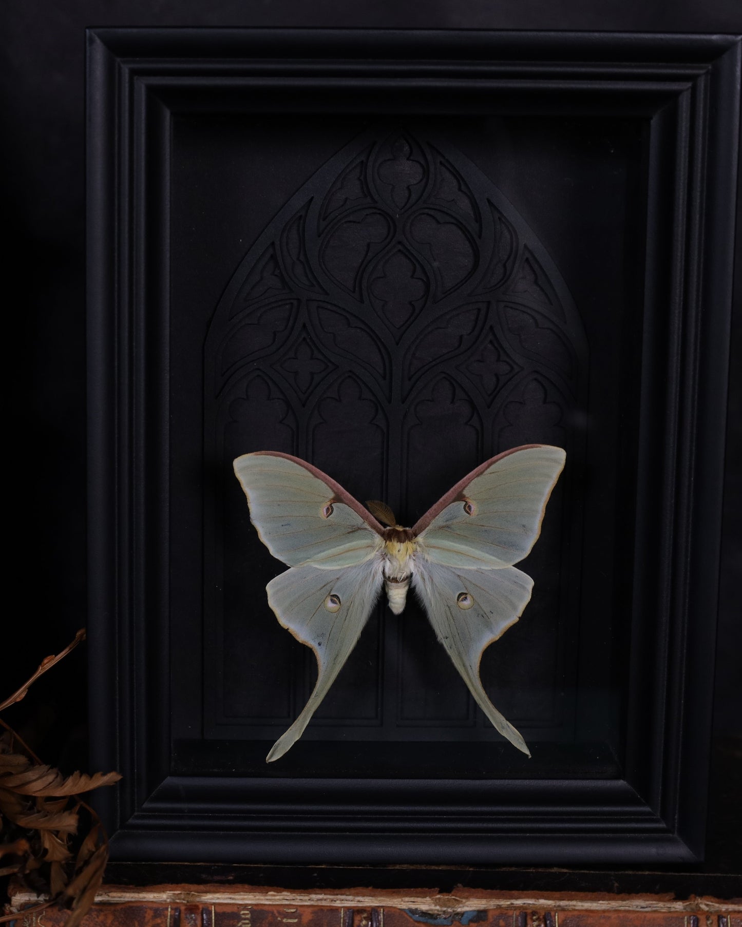 Actias luna im schwarzen 3D-Rahmen mit gotischem Hintergrund | 20 x 15 cm