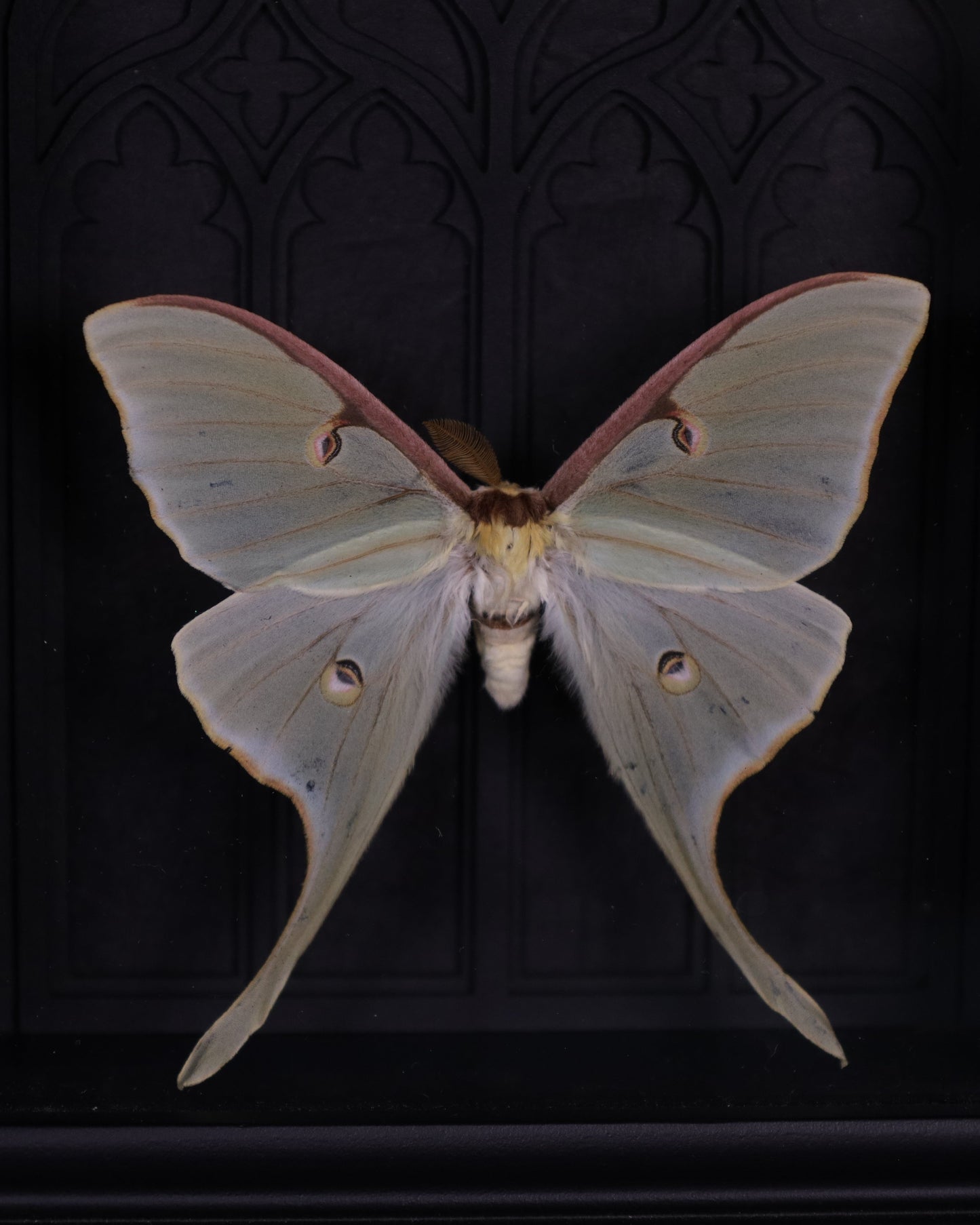 Actias luna im schwarzen 3D-Rahmen mit gotischem Hintergrund | 20 x 15 cm