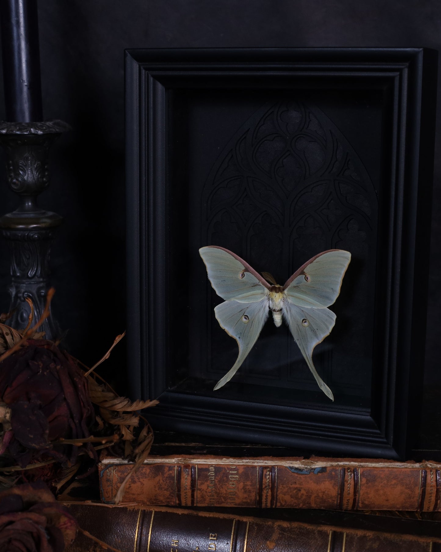 Actias luna im schwarzen 3D-Rahmen mit gotischem Hintergrund | 20 x 15 cm