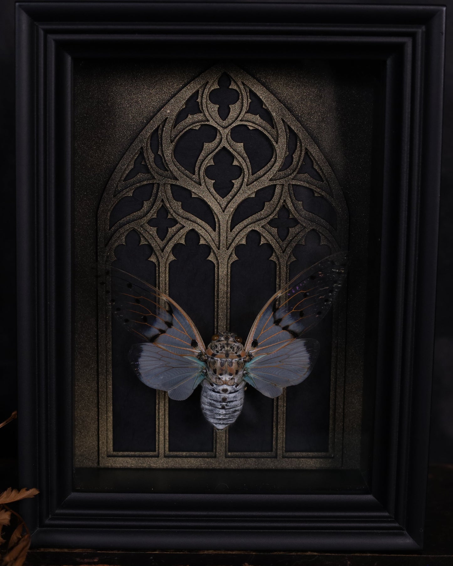 Ayuthia spectabilis im schwarzen 3D-Rahmen mit gotischem Hintergrund | 20 x 15 cm
