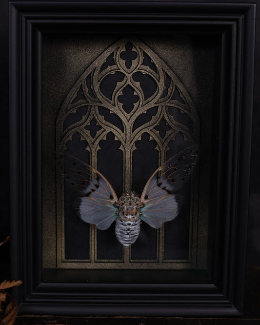 Ayuthia spectabilis im schwarzen 3D-Rahmen mit gotischem Hintergrund | 20 x 15 cm
