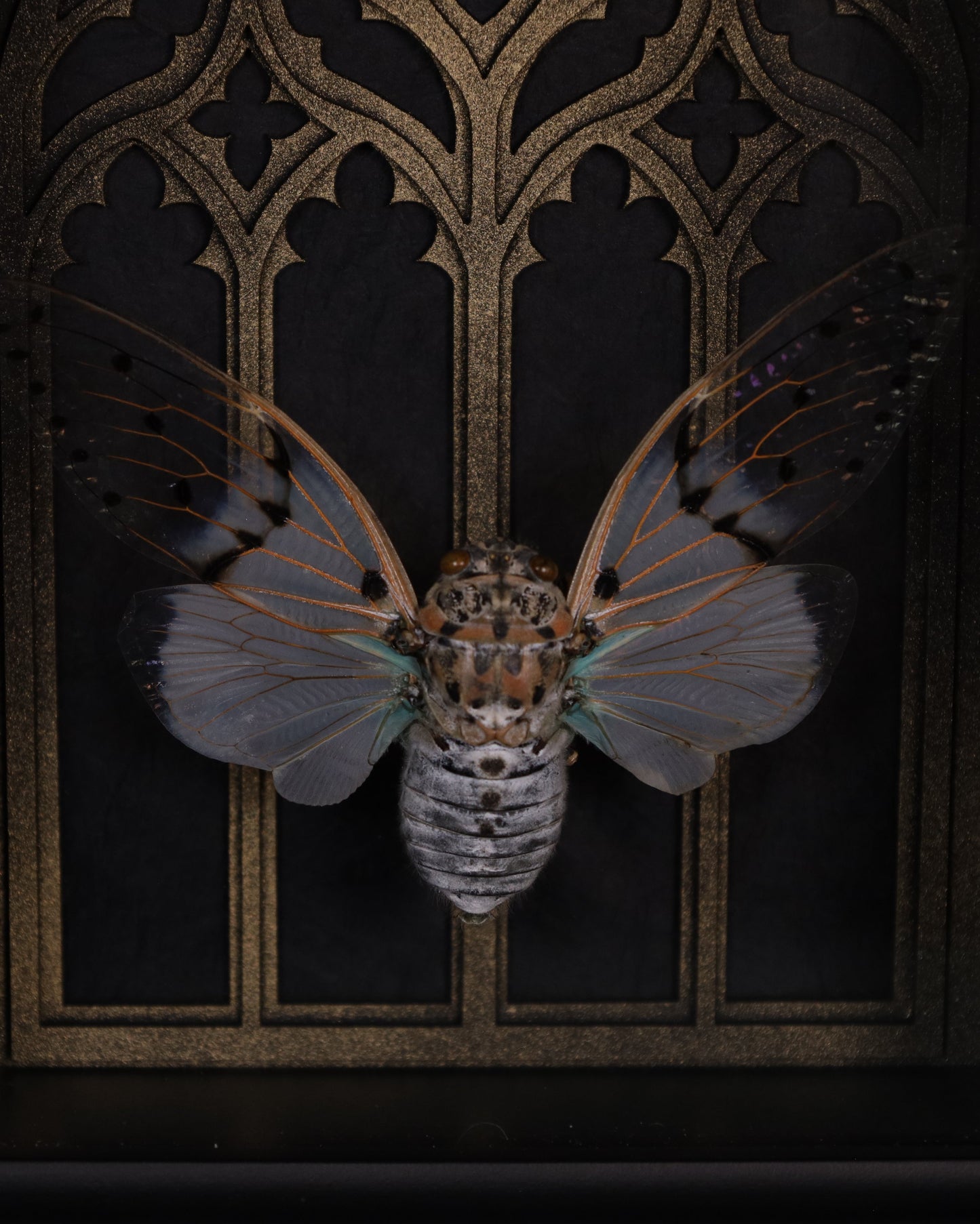 Ayuthia spectabilis im schwarzen 3D-Rahmen mit gotischem Hintergrund | 20 x 15 cm