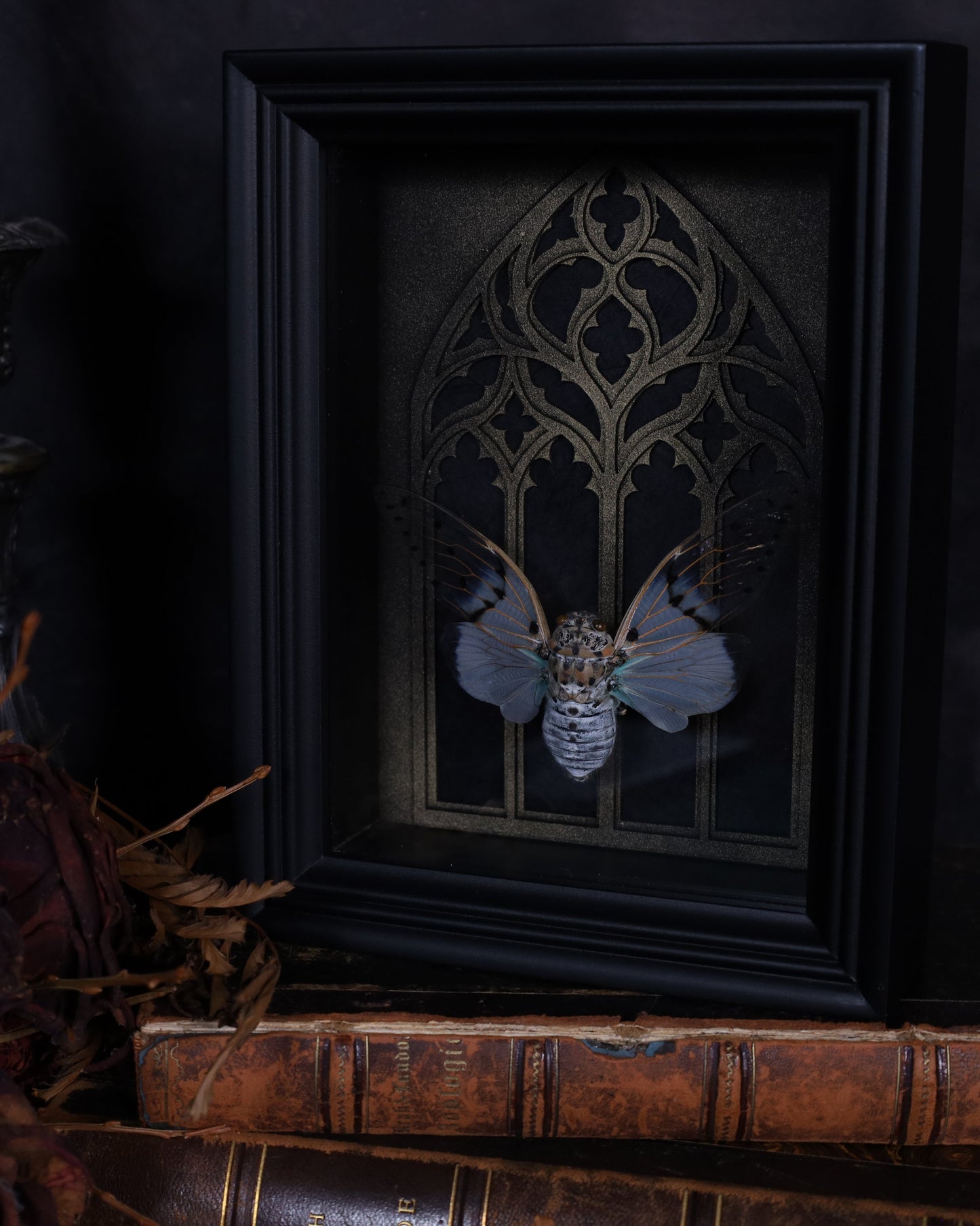 Ayuthia spectabilis im schwarzen 3D-Rahmen mit gotischem Hintergrund | 20 x 15 cm