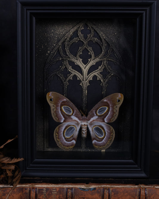 Epiphora mythimnia im schwarzen 3D-Rahmen mit gotischem Hintergrund | 20 x 15 cm