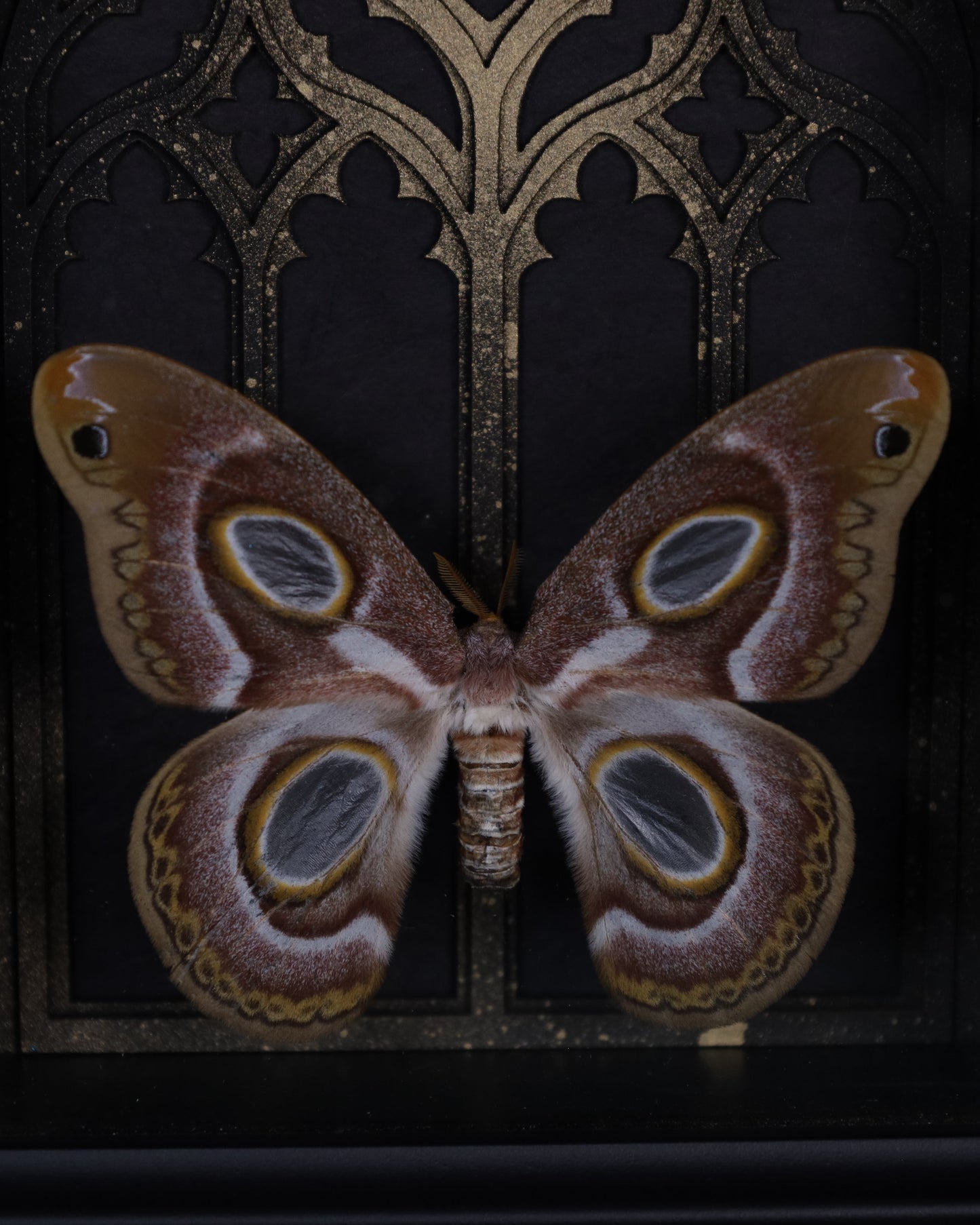 Epiphora mythimnia im schwarzen 3D-Rahmen mit gotischem Hintergrund | 20 x 15 cm