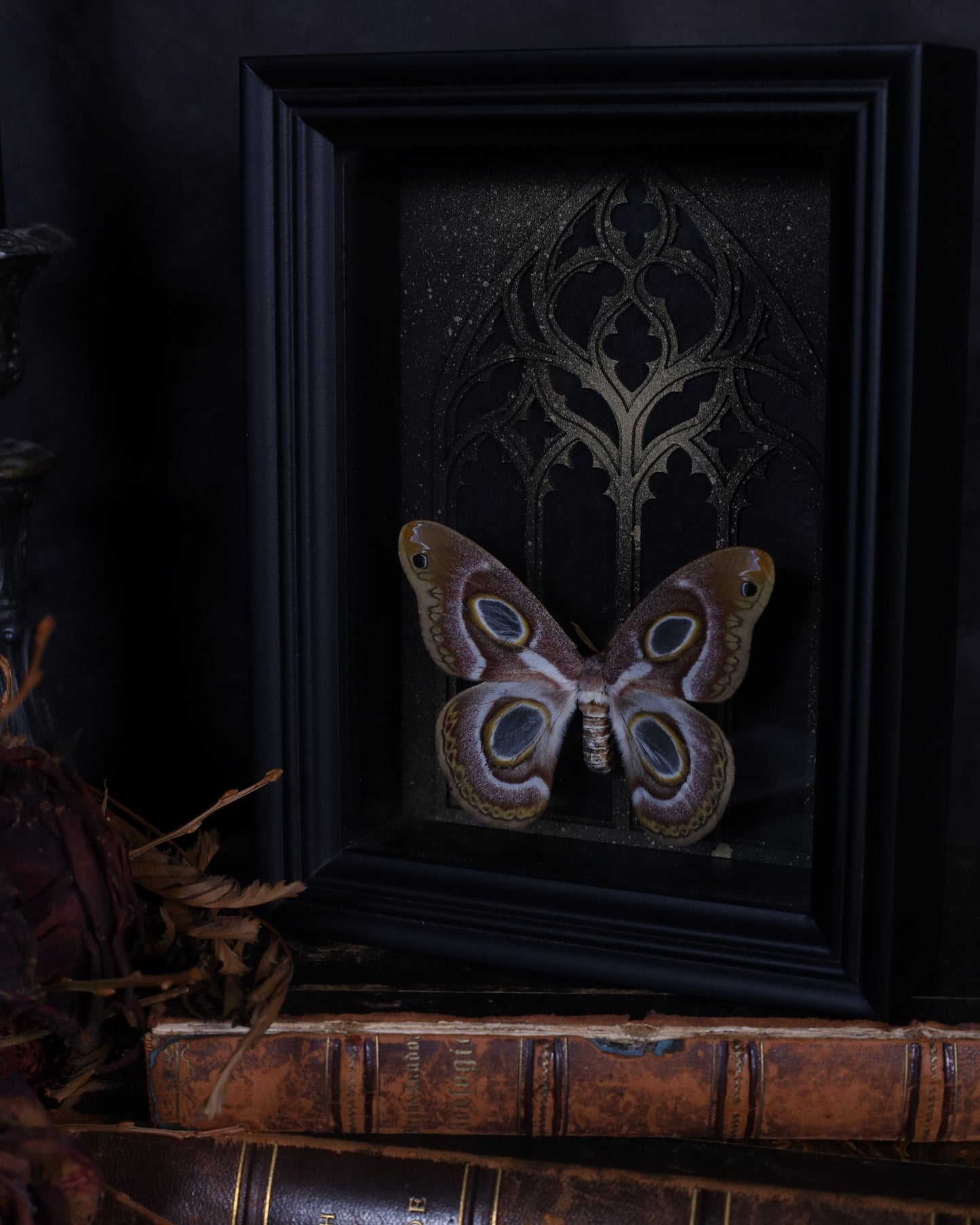 Epiphora mythimnia im schwarzen 3D-Rahmen mit gotischem Hintergrund | 20 x 15 cm