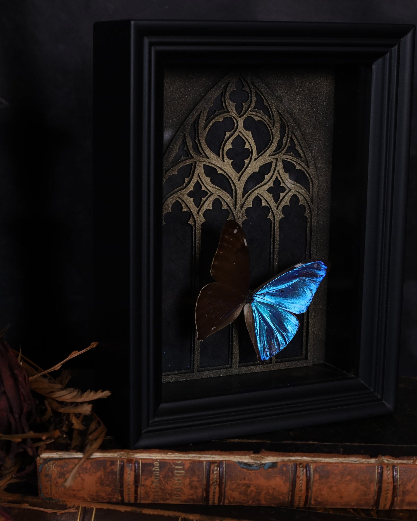 Morpho aega im schwarzen 3D-Rahmen mit gotischem Hintergrund | 20 x 15 cm
