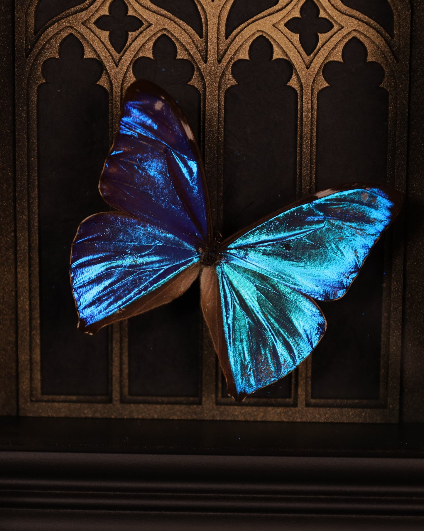 Morpho aega im schwarzen 3D-Rahmen mit gotischem Hintergrund | 20 x 15 cm