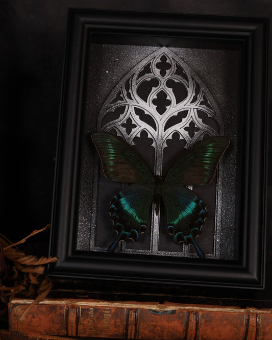 Papilio maaki (Summer Form) im schwarzen 3D-Rahmen mit gotischem Hintergrund | 20 x 15 cm