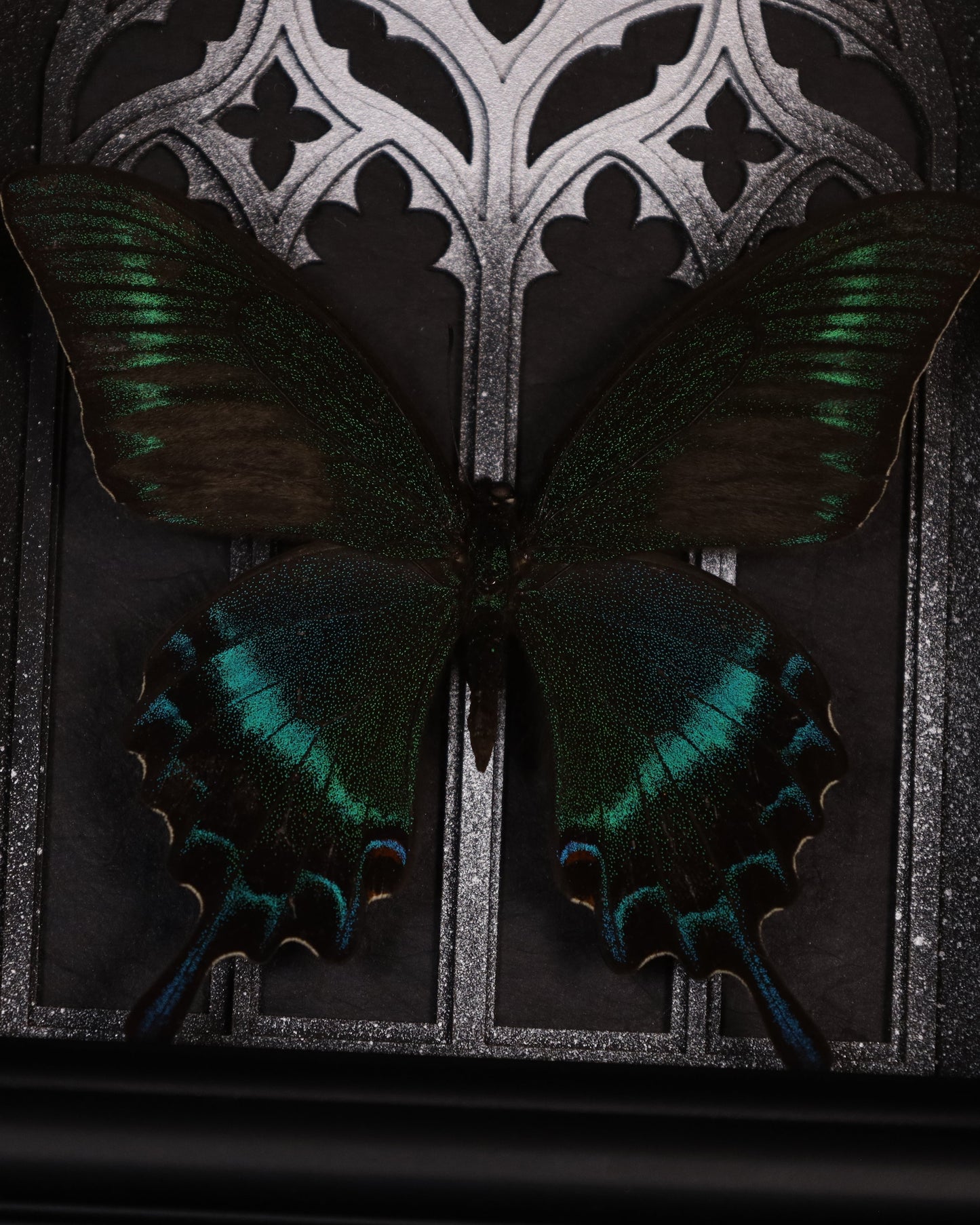 Papilio maaki (Summer Form) im schwarzen 3D-Rahmen mit gotischem Hintergrund | 20 x 15 cm
