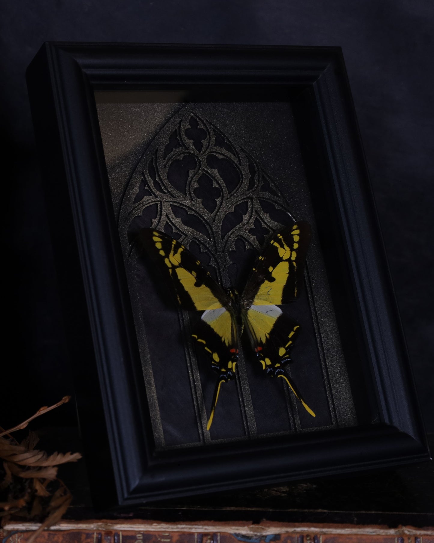 Eurytides thyastes in a black 3D frame with a gold-accented Gothic background | 20 x 15 cm