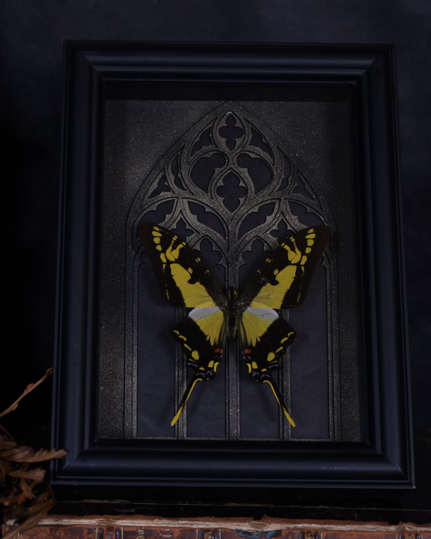 Eurytides thyastes in a black 3D frame with a gold-accented Gothic background | 20 x 15 cm