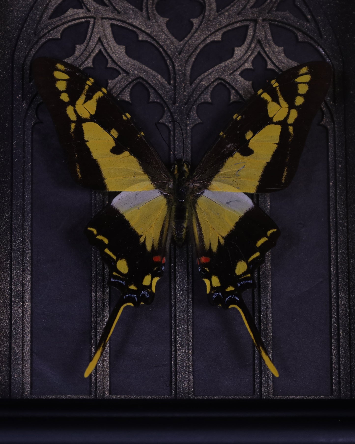 Eurytides thyastes in a black 3D frame with a gold-accented Gothic background | 20 x 15 cm