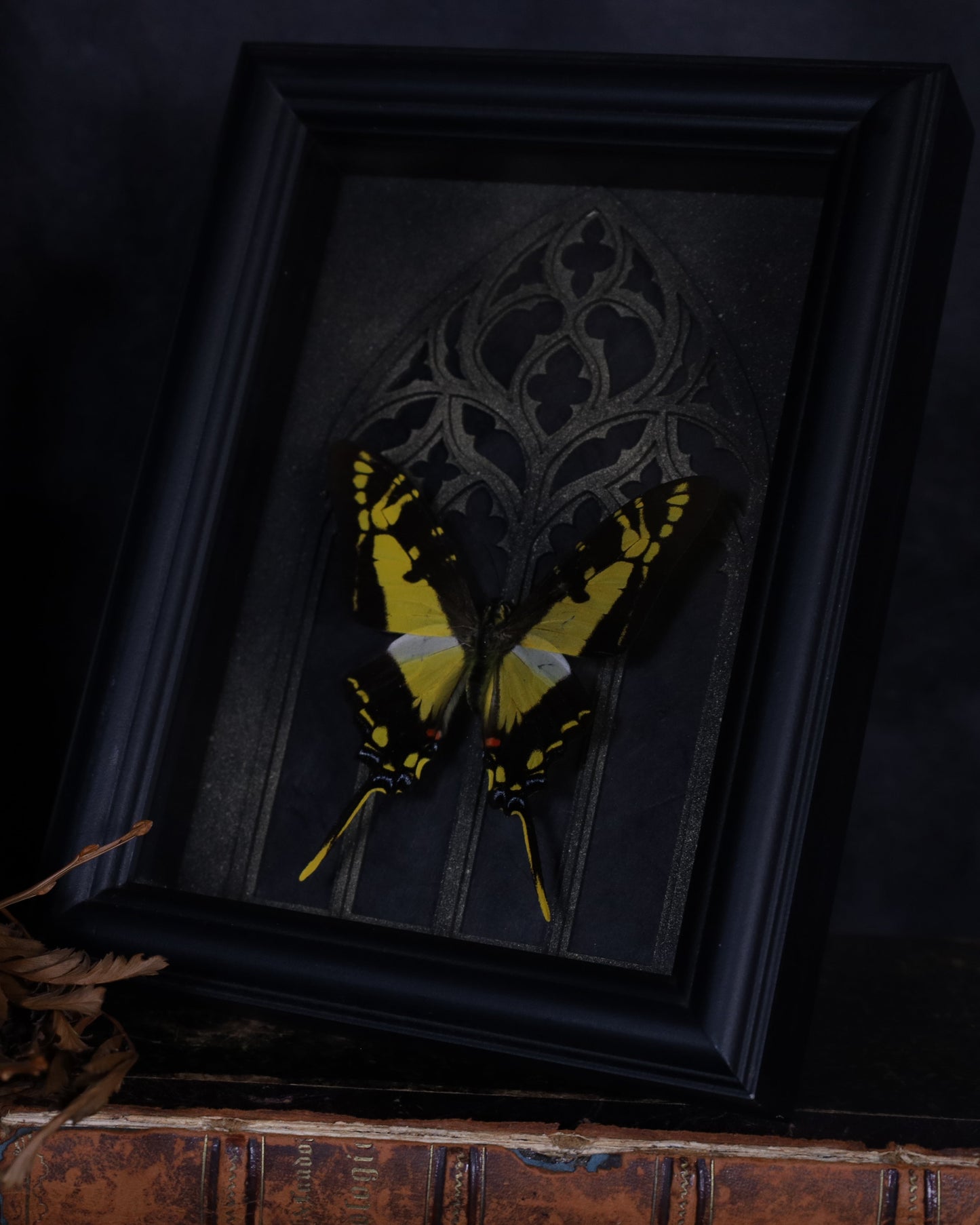 Eurytides thyastes in a black 3D frame with a gold-accented Gothic background | 20 x 15 cm