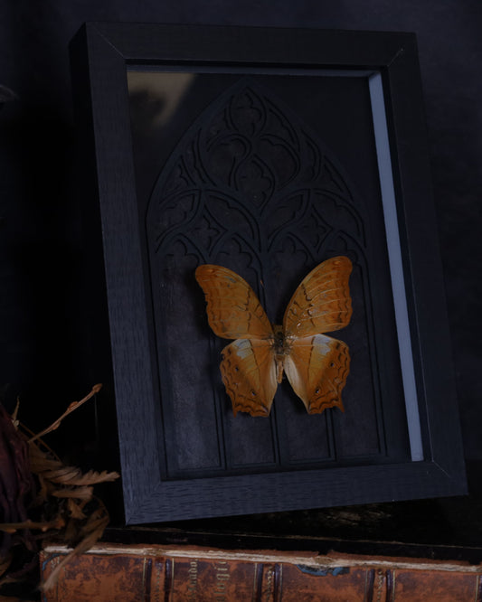 Vindula dejone im schwarzen 3D-Rahmen mit gotischem Hintergrund | 18 x 13 cm