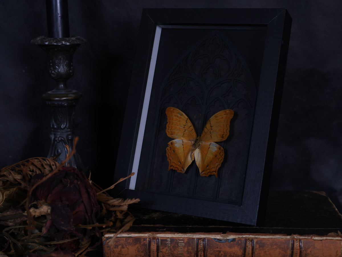 Vindula dejone im schwarzen 3D-Rahmen mit gotischem Hintergrund | 18 x 13 cm