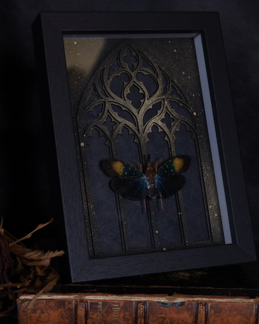 Pyrops gunjii im schwarzen 3D-Rahmen mit gotischem Hintergrund | 20 x 15 cm