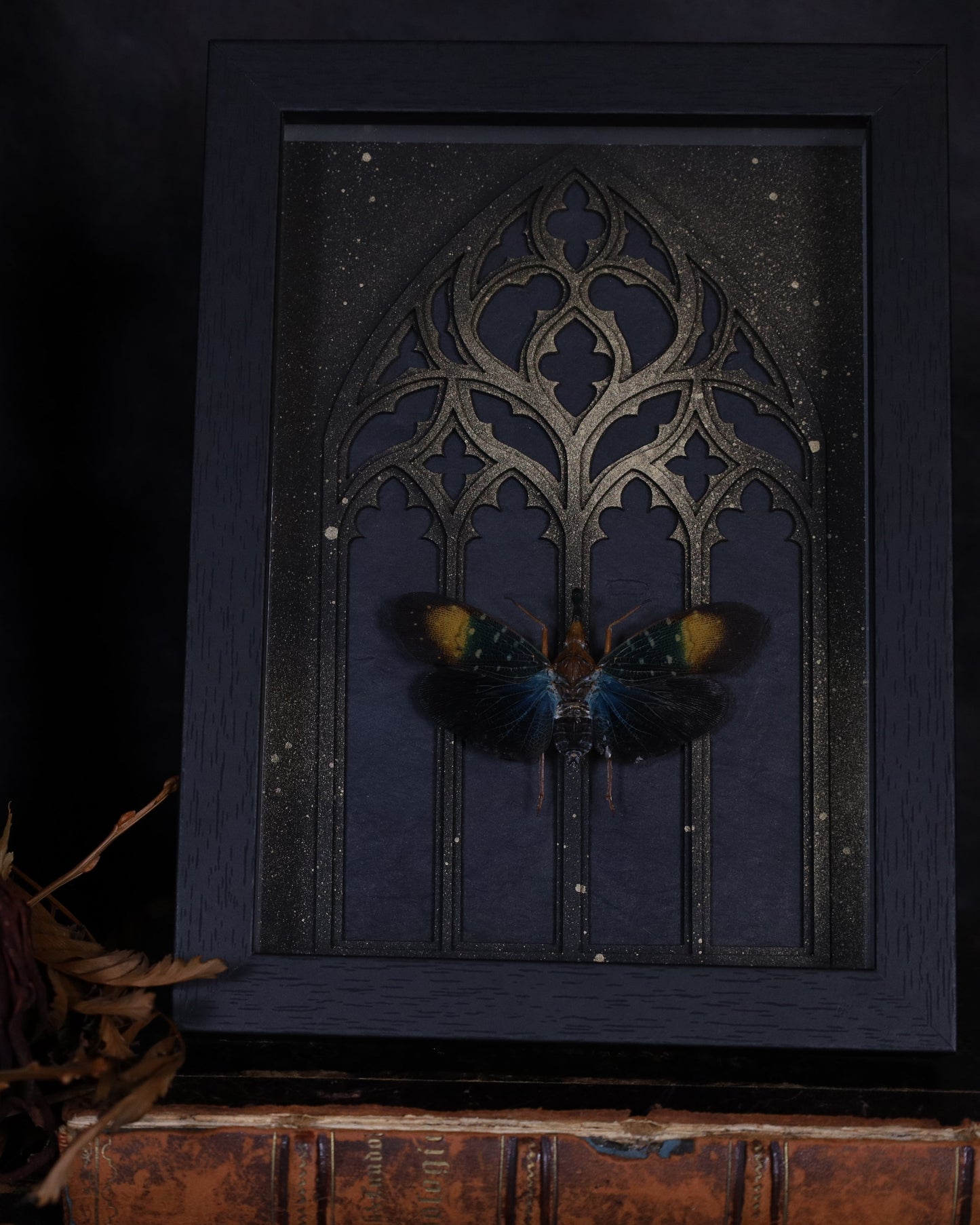 Pyrops gunjii im schwarzen 3D-Rahmen mit gotischem Hintergrund | 20 x 15 cm