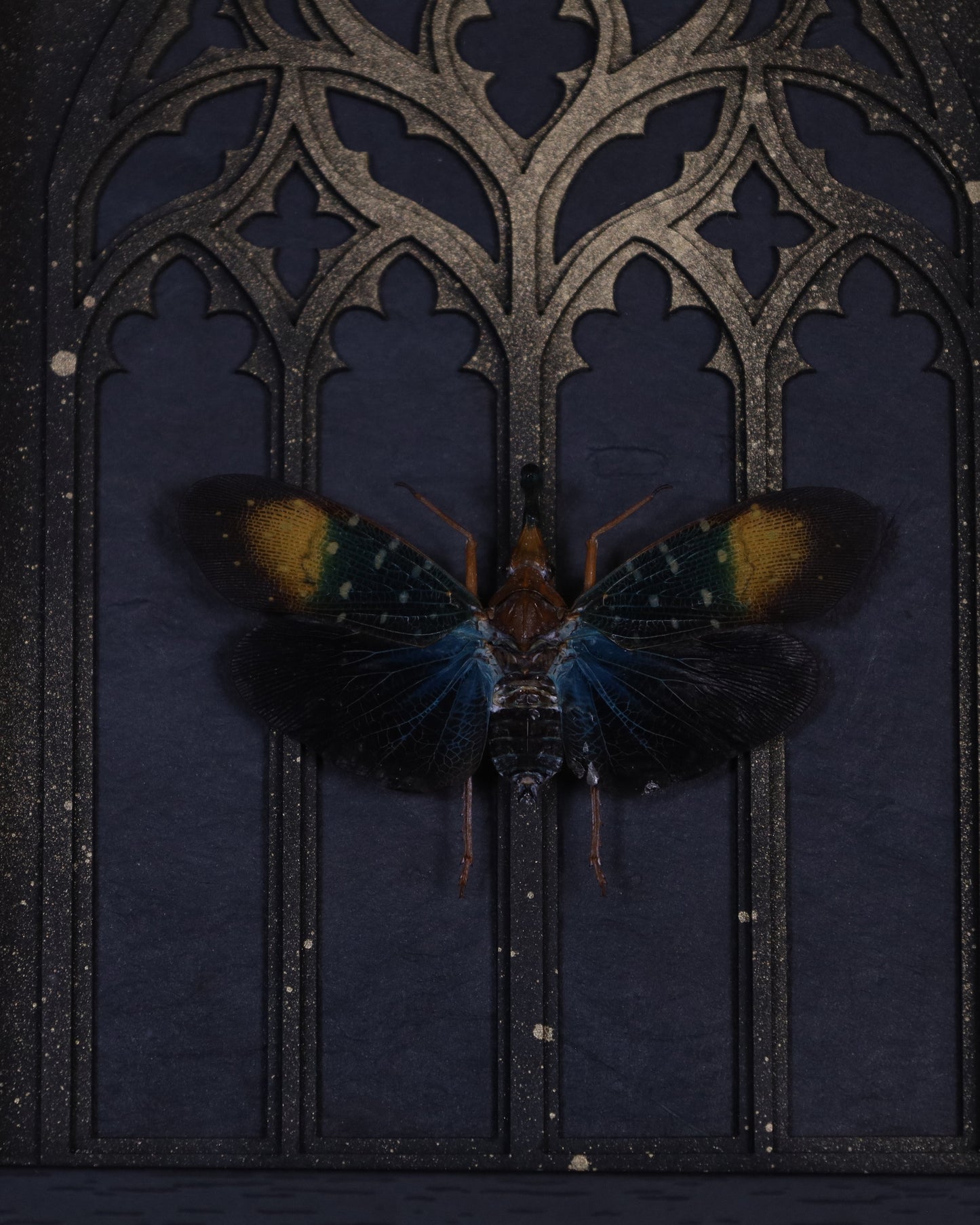 Pyrops gunjii im schwarzen 3D-Rahmen mit gotischem Hintergrund | 20 x 15 cm