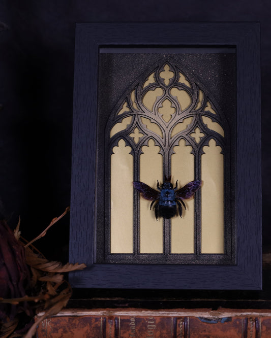 Xylocopa violacea im schwarzen Rahmen | 18 x 13 cm