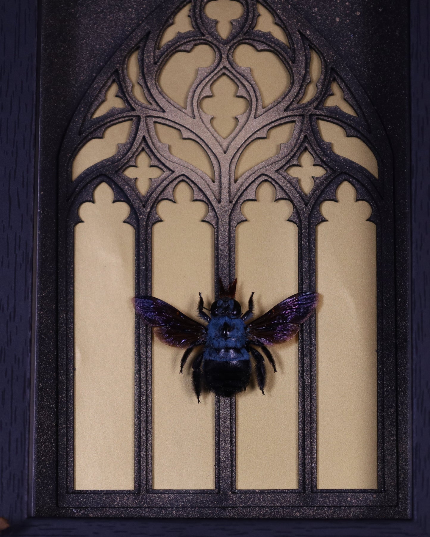 Xylocopa violacea im schwarzen Rahmen | 18 x 13 cm