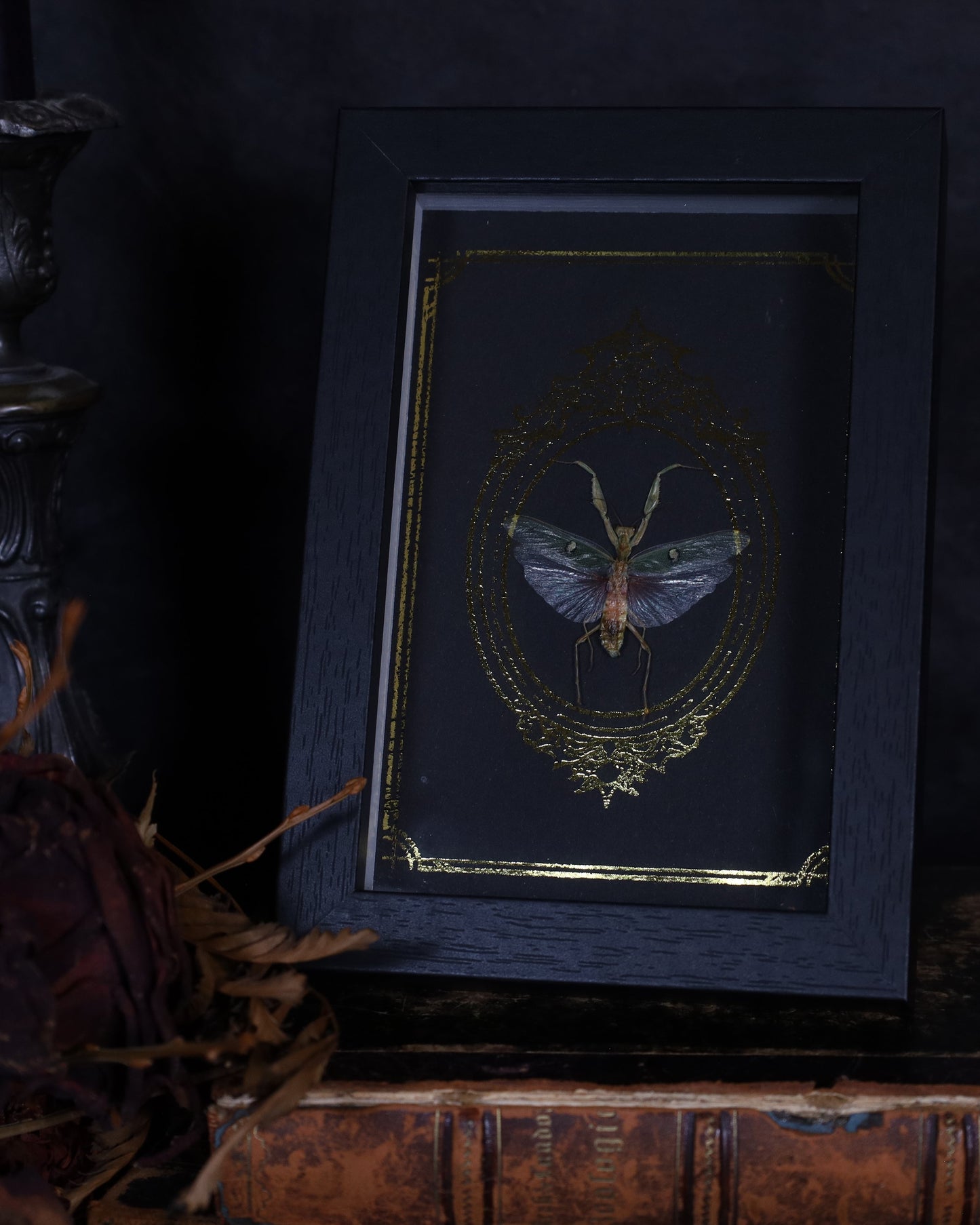 Creobroter gemmatus im schwarzen Rahmen mit goldverziertem Hintergrund | 18 x 13 cm