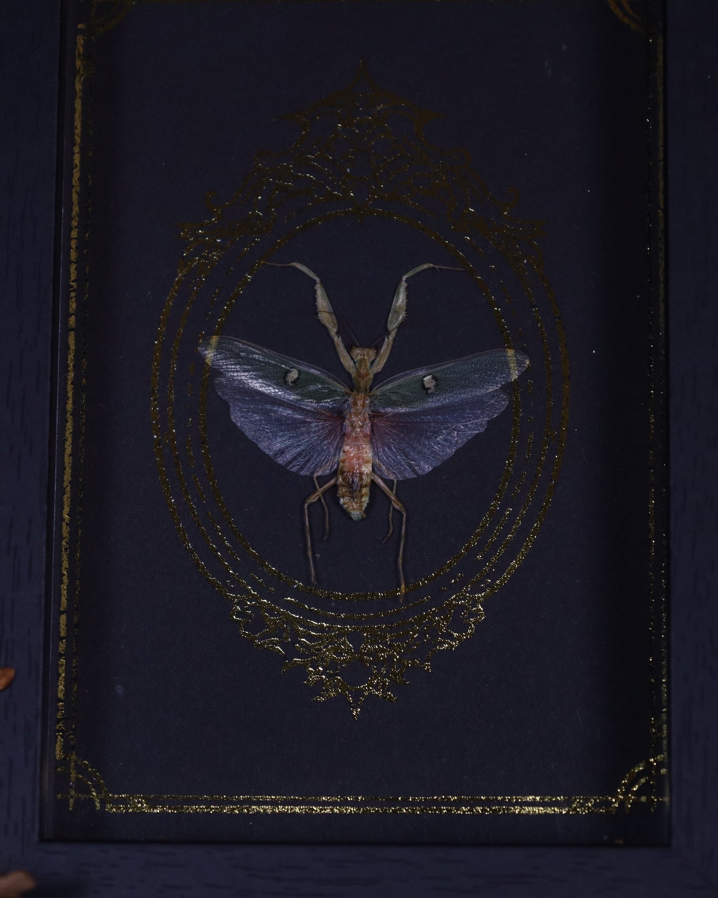 Creobroter gemmatus im schwarzen Rahmen mit goldverziertem Hintergrund | 18 x 13 cm