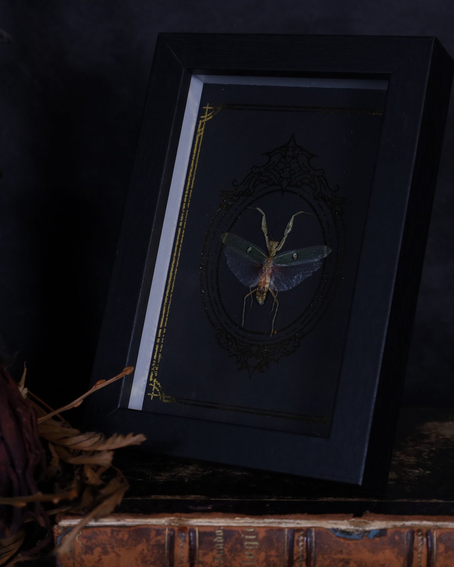 Creobroter gemmatus im schwarzen Rahmen mit goldverziertem Hintergrund | 18 x 13 cm