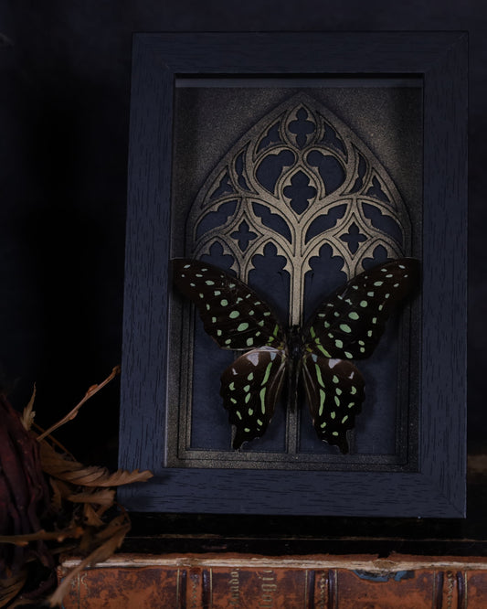 Graphium agamemnon im schwarzen 3D-Rahmen mit gotischem Hintergrund | 18 x 13 cm